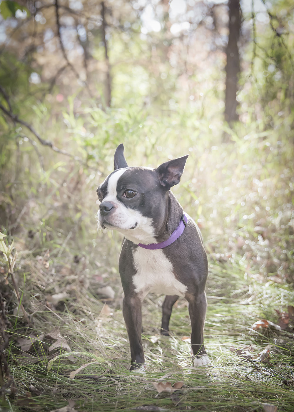 a photo of a dog in the long grass in autumn