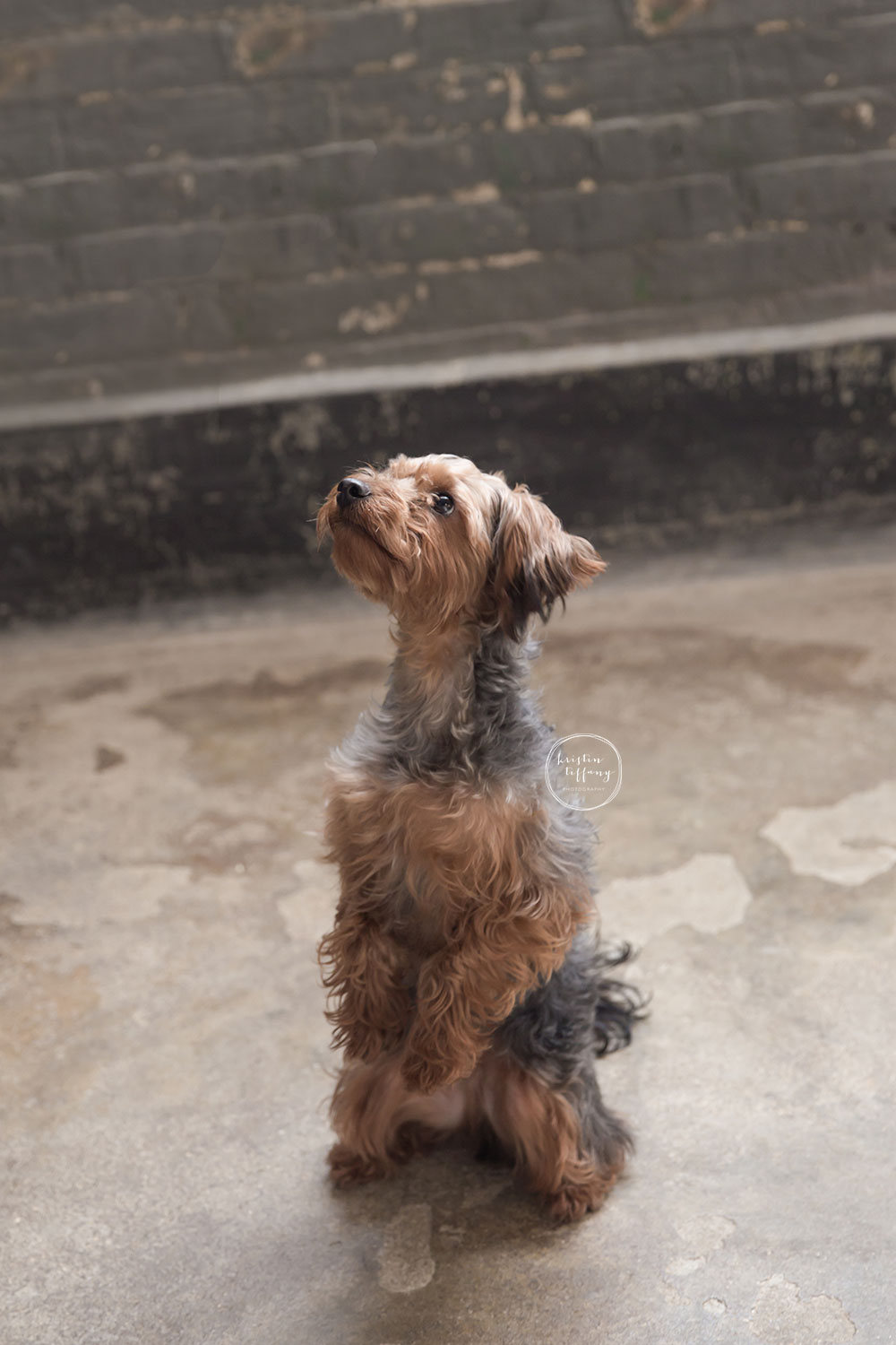 a photo of a cute dog sitting like a gopher