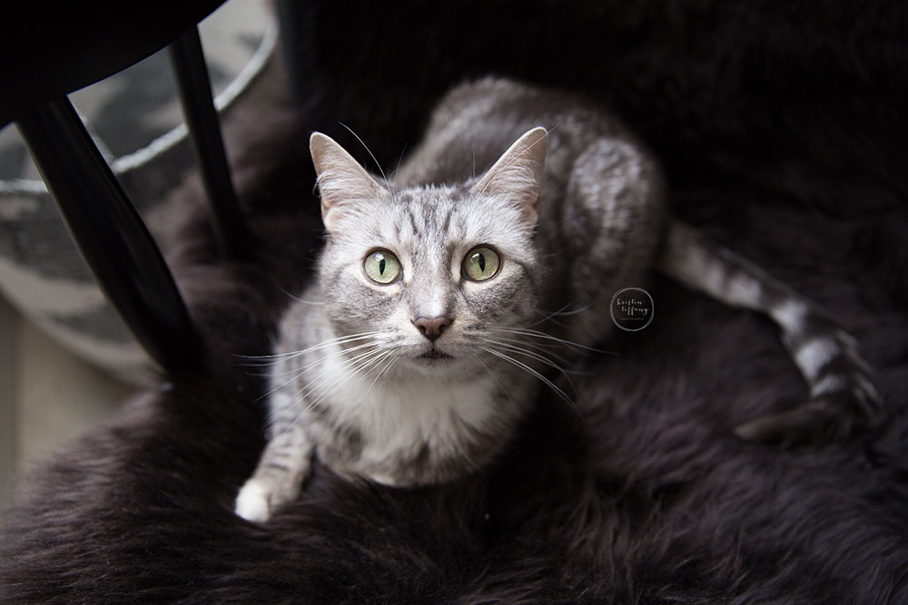 a photo of a cat on a sheepskin rug