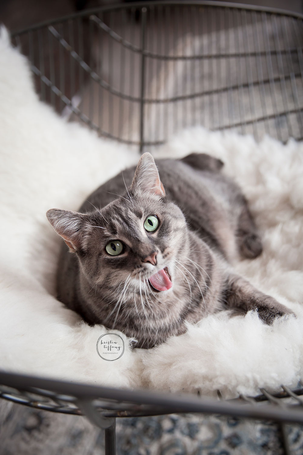 a photo of a cat on a sheepskin rug