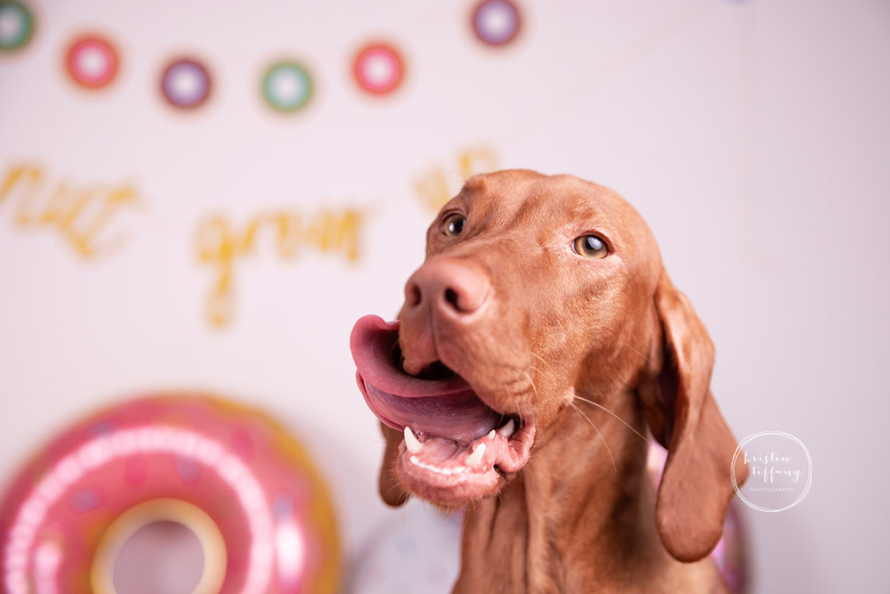 Daisy Winnipeg Dog Cake Smash Photography Kristin Tiffany