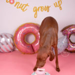 a photo of a vizsla puppy at a cake smash photo session