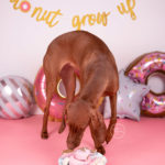 a photo of a vizsla puppy at a cake smash photo session